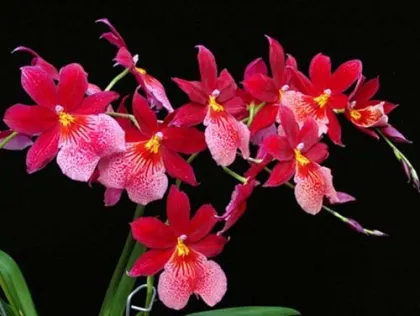 Burrageara Nelly Isler 'Swiss Beauty'