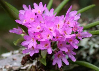 Ascocentrum pumilum