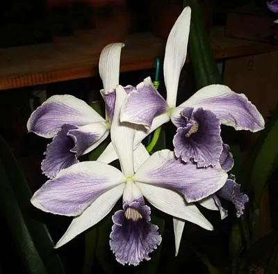 Laelia purpurata werkhauseri striata x SELF