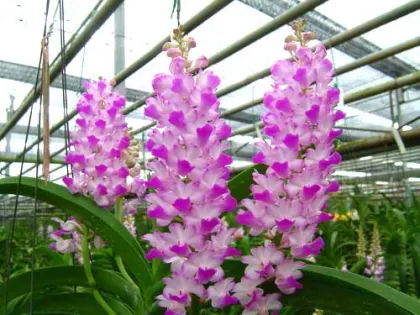 Vascostylis Five Friendship x Rhynchostylis coelestis pink