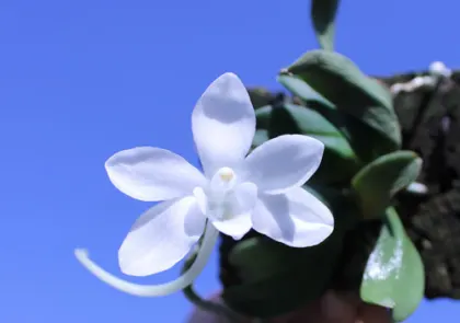 Amesiella minor