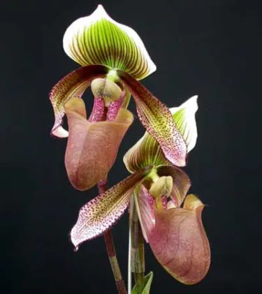 Paphiopedilum superbiens