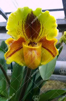 Paphiopedilum Lippewunder hybrid