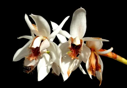 Coelogyne barbata