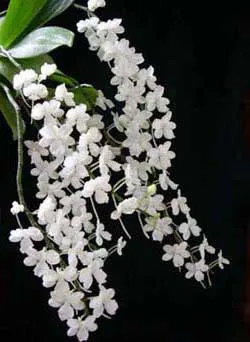 Aerangis citrata