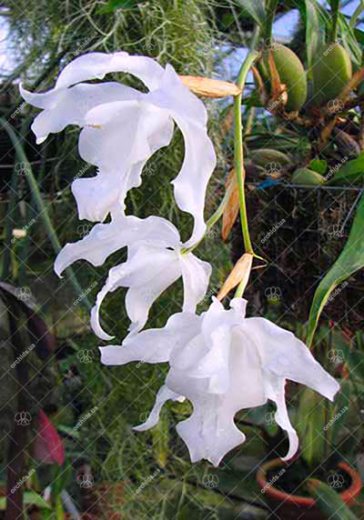 Coelogyne cristata var hololeuca