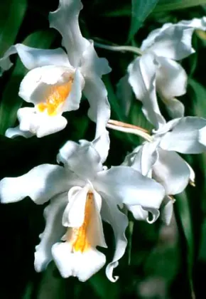 Coelogyne cristata 'maxima'