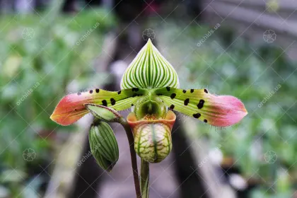 Paphiopedilum venustum