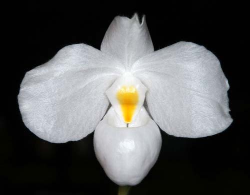 Paphiopedilum delenatii alba