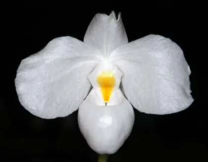 Paphiopedilum delenatii alba