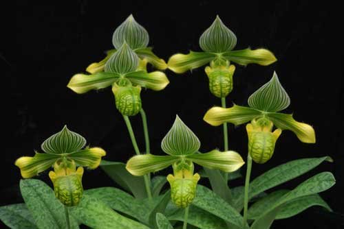 Paphiopedilum venustum alba