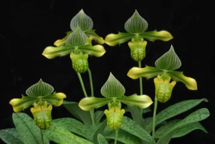Paphiopedilum venustum alba