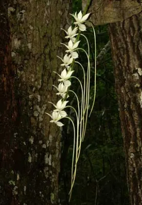 Aerangis spiculata