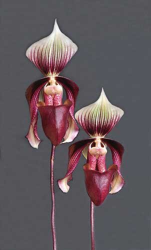 Paphiopedilum curtisii