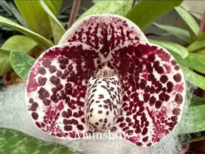 Paphiopedilum bellatulum 'Mainshow'
