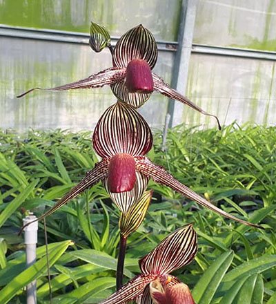 Paphiopedilum rothschildianum