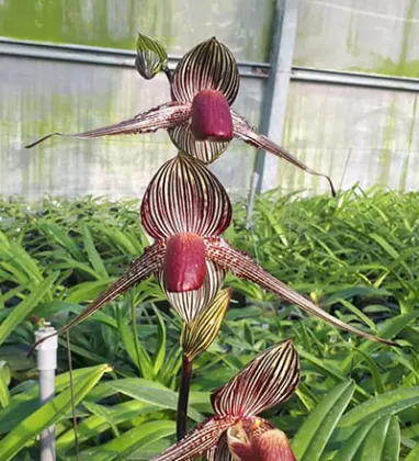 Paphiopedilum rothschildianum
