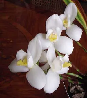 Lycaste Auburn x Highland Peak