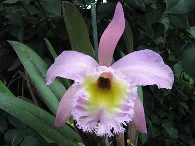 Brassocattleya Tokyo (Rhyncholaelia digbyana x Cattleya Dupreana)