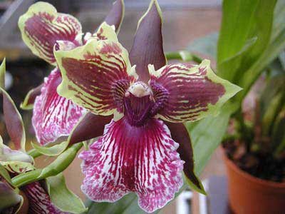 Zygopetalum Rhein Harlequin 'Cappuccino'