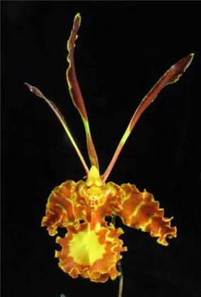 Psychopsis Butterfly (sanderae x papilio)