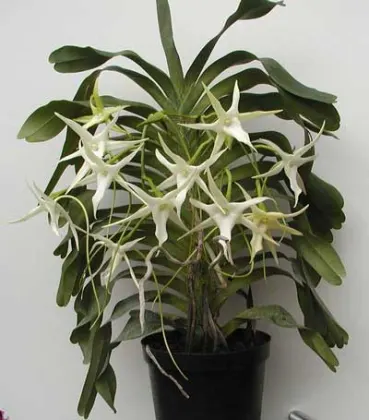 Angraecum Veitchii