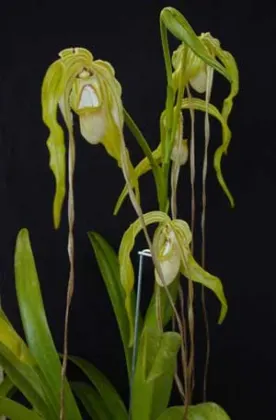Phragmipedium wallisii