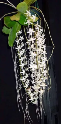Aerangis ellisii
