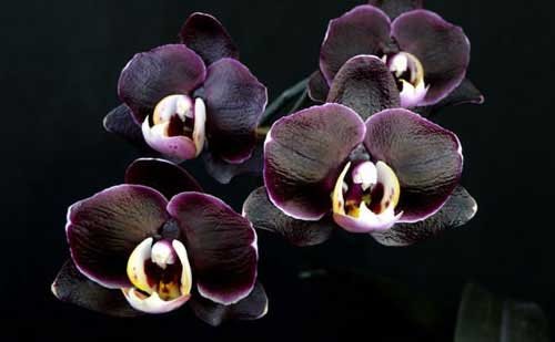 Doritaenopsis Ever Spring Prince 'Black Ruby'