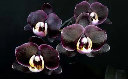 Doritaenopsis Ever Spring Prince 'Black Ruby'