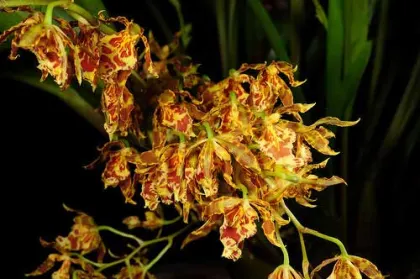 Odontocidium Christopher Merino