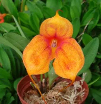 Masdevallia Angel Frost Marge