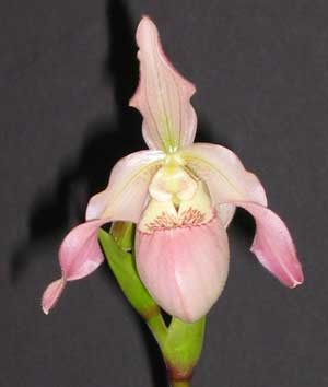 Phragmipedium Carol Kanzer (pearcei x schlimii)