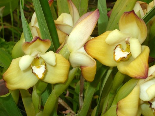Maxillaria molitor
