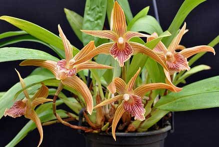 Maxillaria Sangay
