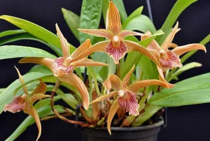 Maxillaria Sangay