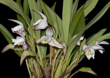 Maxillaria Paloma