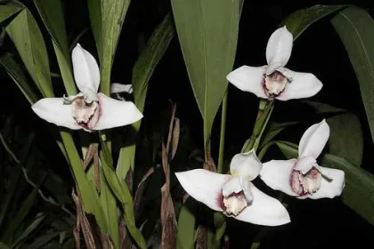 Maxillaria Macas (sanderiana x fletcheriana)