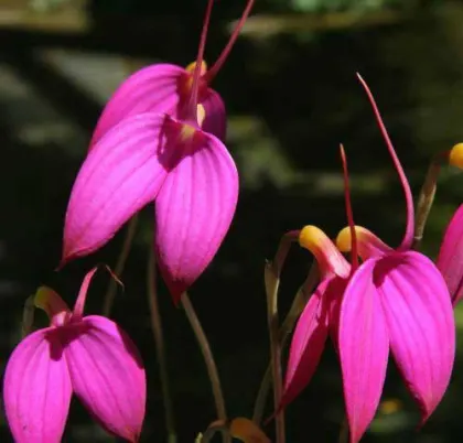 Masdevallia coccinea