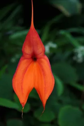 Masdevallia veitchiana