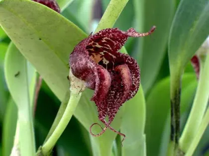 Masdevallia cerastes