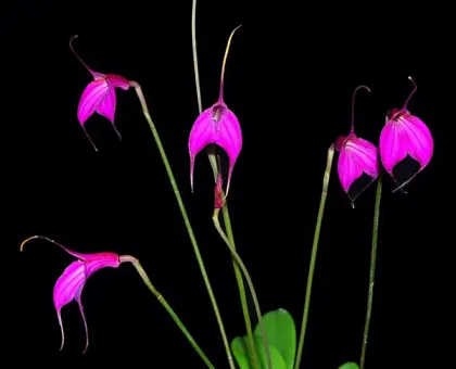 Masdevallia amabilis