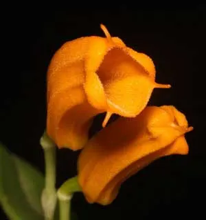 Masdevallia mendoza