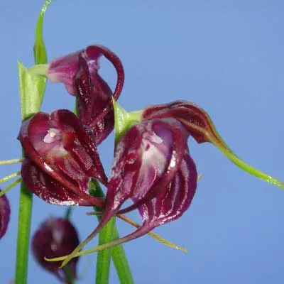 Masdevallia empusa