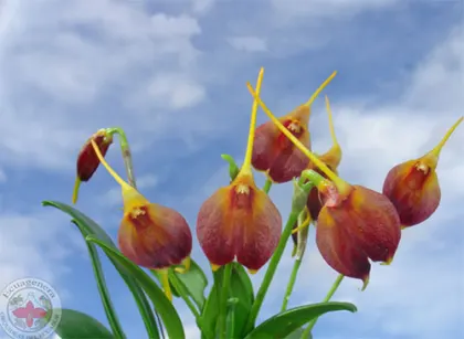 Masdevallia amplexa