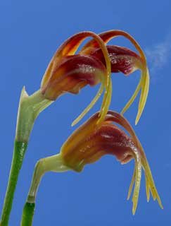 Masdevallia guerrieroi