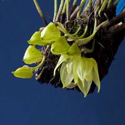 Masdevallia platyglossa