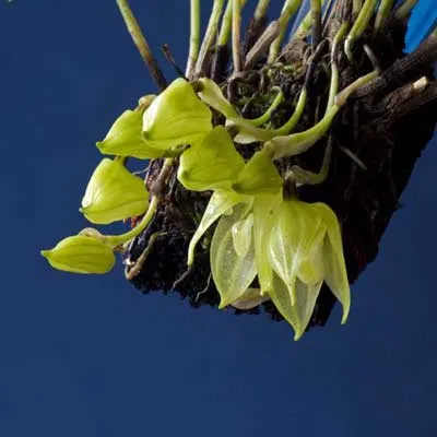 Masdevallia platyglossa