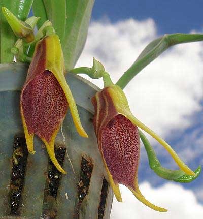 Masdevallia descendens