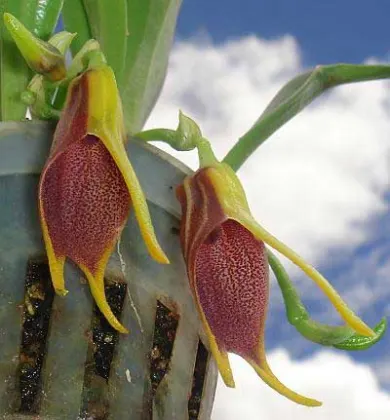 Masdevallia descendens
